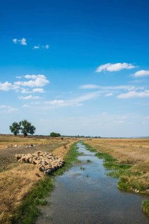 Herd of sheeps grazing on a little channel