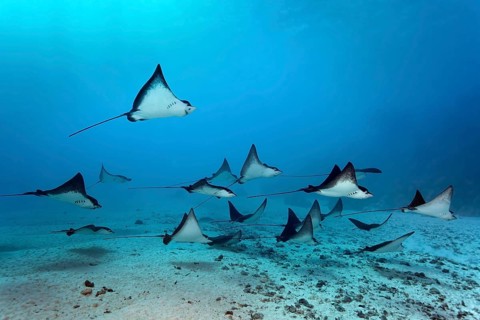 Swarm Spotted eagle ray (Aetobatus narinari) swimming over sandy bottom
