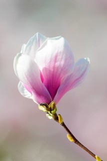 Flowering of Chinese Magnolia (Magnolia x soulangeana)