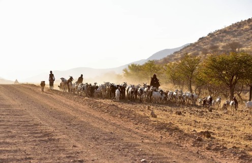 Himbas