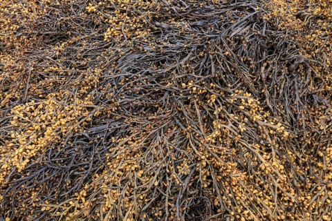 Bladder wrack (Fucus vesiculosus)