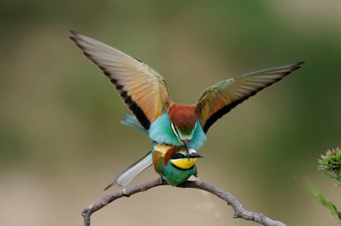 Bee-eater (Merops apiaster)
