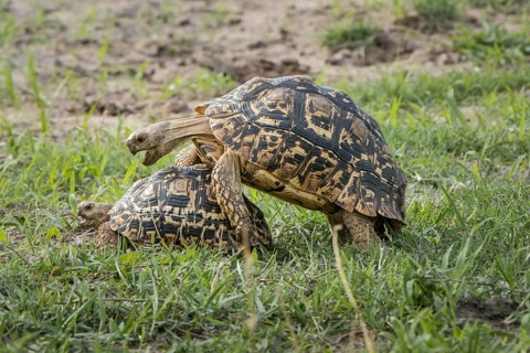 Leopard tortoises (Stigmochelys pardalis)