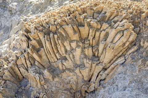 Coral fossils
