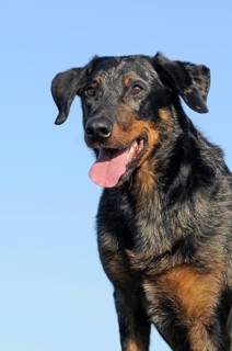 Harlequin Beauceron