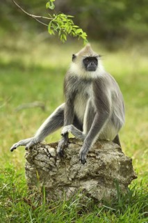 Tufted gray langur (Semnopithecus priam)