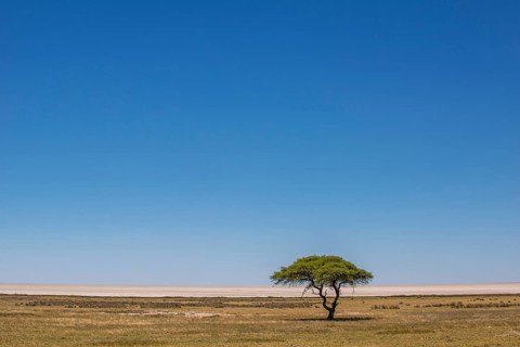 Grassland with umbrella thorn acacia in front of salt pan