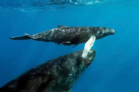 Humpback whale (Megaptera novaeangliae)