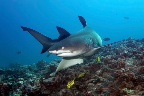 Sicklefin lemon shark (Negaprion acutidens) with Golden Trevally (Gnathanodon speciosus) over coral reef