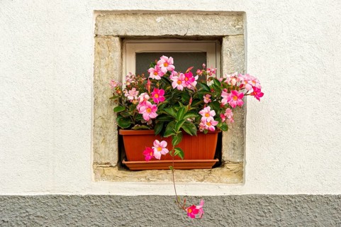 Flower box with flowering pink Dipladenia (Mandevilla sanderi)