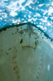 underside of a Blackspotted stingray (Taeniura meyeni)