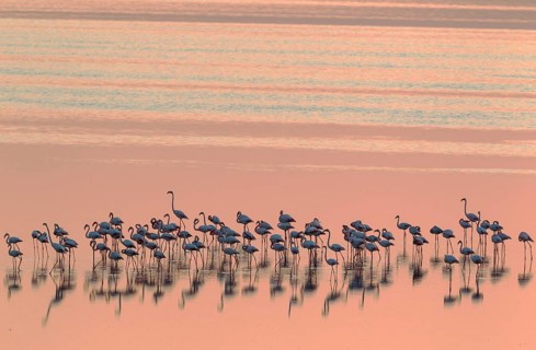 Greater Flamingos (Phoenicopterus roseus)