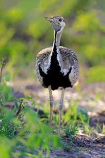 Black-bellied bustard (Lissotis melanogaster)
