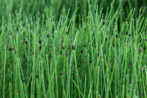 Coloured horsetail (Equisetum Variegatum) with drops of water