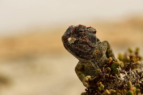 Namaqua Chameleon (Chamaeleo namaquensis)