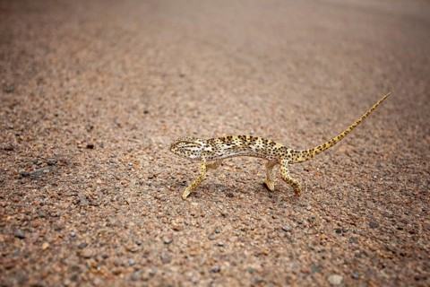Flap-necked chameleon (Chamaeleo dilepis) crosses road