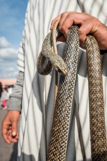 Snake charmer with snake in hand