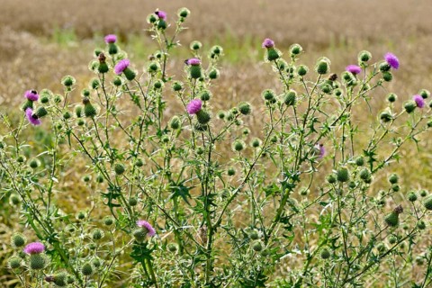 Spear thistles (Cirsium vulgare)