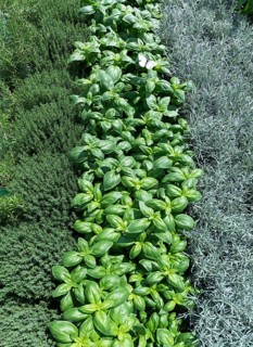 Various herbs in row
