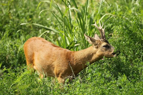 European roe (Capreolus capreolus)
