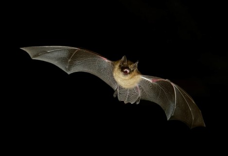 Geoffroy's bat (Myotis emarginatus) in flight at night