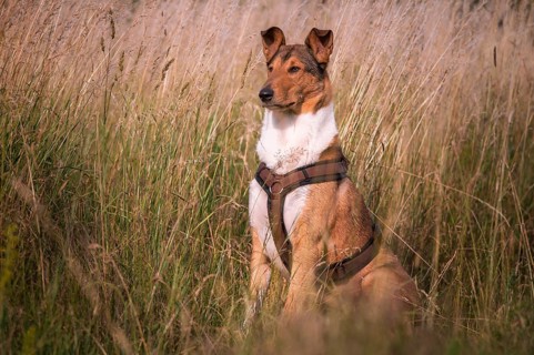 Shorthair collie