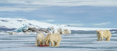 Polar bears (Ursus maritimus)