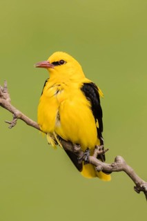 Eurasian Golden Oriole (Oriolus oriolus)
