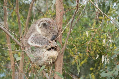 Koala (Phascolarctos cinereus) adult animal sleeping in a Eucalyptus tree
