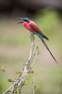 Southern carmine bee-eater (Merops nubicoides) sits on branch