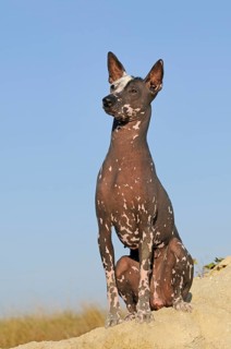 Perro sin pelo del Peru