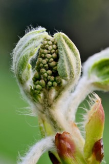 Horse chestnut (Aesculus hippocastanum)
