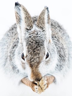 Mountain hare (Lepus timidus) cleans itself in the snow