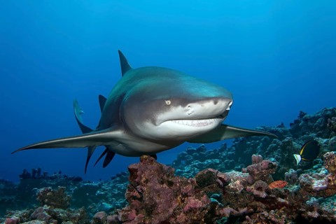 Sicklefin lemon shark (Negaprion acutidens) floats over coral reef