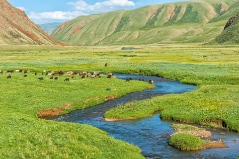 Sheep herd grazing along a mountain river