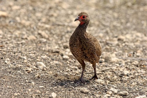 Swainson's spurfowl (Francolinus swainsonii)