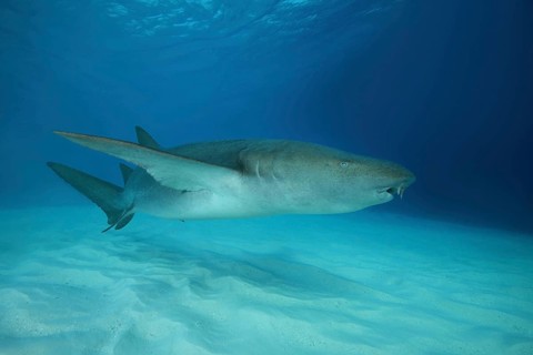 Tawny Nurse Shark (Nebrius ferrugineus) swims over sandy bottom