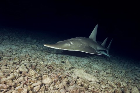 Giant Guitarfish (Rhynchobatus djiddensis) swims over sandy bottom in the night