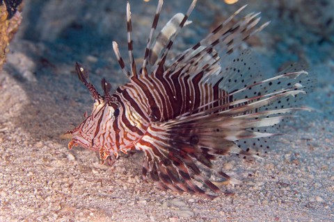 Common lionfish (Pterois miles)