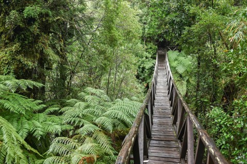 Wooden bridge through ferns