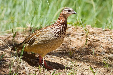 Crested francolin (Francolinus sephaena)