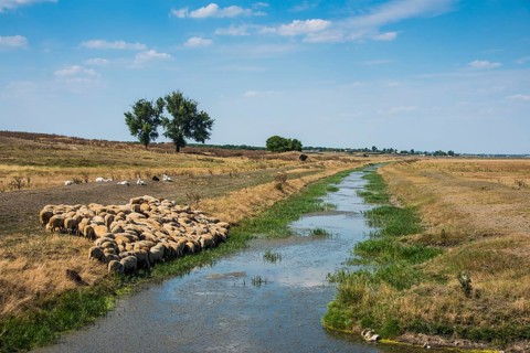 Herd of sheeps grazing on a little channel