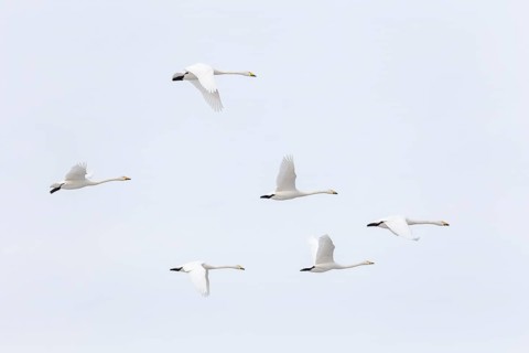 Whooper swans (Cygnus cygnus) in flight