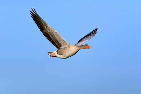 Greylag goose (Anser anser) in flight in front of blue sky