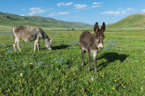 Donkeys