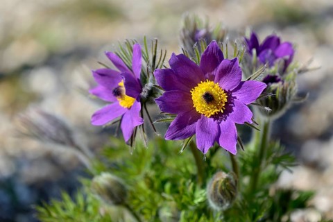 Kitchen cuff (Pulsatilla vulgaris)