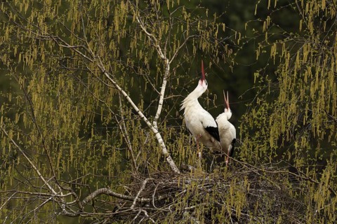 White storks (Ciconia ciconia)