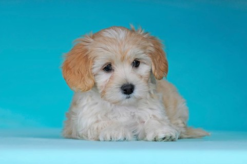 Havanese