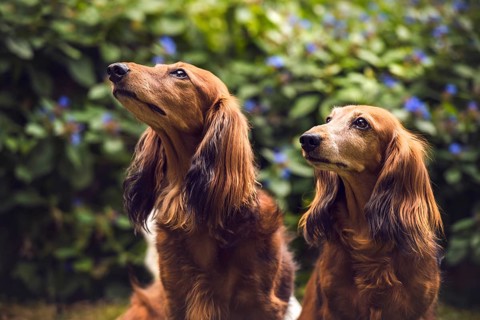 Two long-haired dachshunds (Canis lupus familiaris)