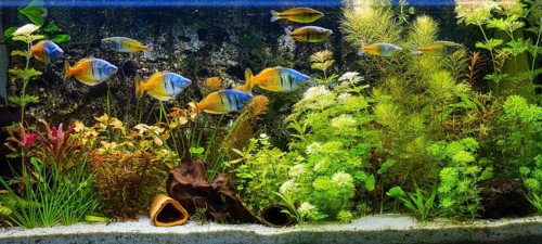 Harlequin rainbow fish (Melanotaenia boesemani) in an aquarium
